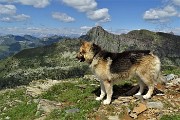 PIZZO FARNO (2506 m) ad anello con lo spettacolo dei Laghi Gemelli il 3 agosto 2019 - FOTOGALLERY